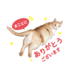 営業さんの猫スタンプ（個別スタンプ：1）