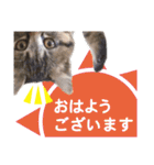 営業さんの猫スタンプ（個別スタンプ：2）