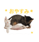 営業さんの猫スタンプ（個別スタンプ：3）