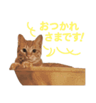 営業さんの猫スタンプ（個別スタンプ：4）
