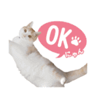 営業さんの猫スタンプ（個別スタンプ：5）