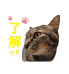 営業さんの猫スタンプ（個別スタンプ：6）