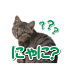 営業さんの猫スタンプ（個別スタンプ：7）