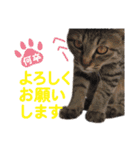 営業さんの猫スタンプ（個別スタンプ：8）
