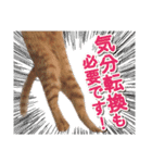 営業さんの猫スタンプ（個別スタンプ：9）