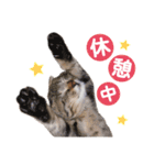 営業さんの猫スタンプ（個別スタンプ：10）