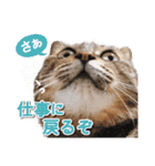 営業さんの猫スタンプ（個別スタンプ：11）
