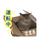 営業さんの猫スタンプ（個別スタンプ：12）