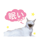 営業さんの猫スタンプ（個別スタンプ：13）