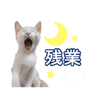 営業さんの猫スタンプ（個別スタンプ：14）