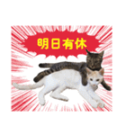 営業さんの猫スタンプ（個別スタンプ：15）