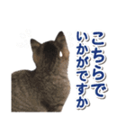 営業さんの猫スタンプ（個別スタンプ：16）
