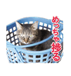 営業さんの猫スタンプ（個別スタンプ：17）