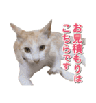 営業さんの猫スタンプ（個別スタンプ：18）