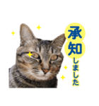 営業さんの猫スタンプ（個別スタンプ：19）