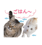営業さんの猫スタンプ（個別スタンプ：20）