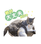 営業さんの猫スタンプ（個別スタンプ：21）