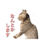 営業さんの猫スタンプ（個別スタンプ：22）