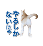営業さんの猫スタンプ（個別スタンプ：23）