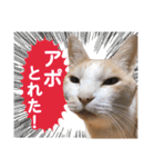 営業さんの猫スタンプ（個別スタンプ：24）