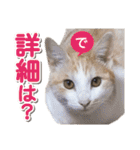 営業さんの猫スタンプ（個別スタンプ：26）