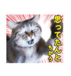 営業さんの猫スタンプ（個別スタンプ：27）
