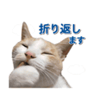 営業さんの猫スタンプ（個別スタンプ：28）