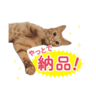 営業さんの猫スタンプ（個別スタンプ：29）