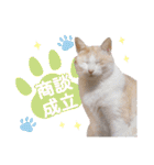 営業さんの猫スタンプ（個別スタンプ：30）