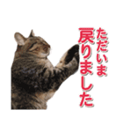 営業さんの猫スタンプ（個別スタンプ：31）