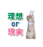 営業さんの猫スタンプ（個別スタンプ：32）