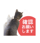 営業さんの猫スタンプ（個別スタンプ：33）