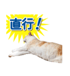 営業さんの猫スタンプ（個別スタンプ：34）