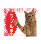 営業さんの猫スタンプ（個別スタンプ：35）