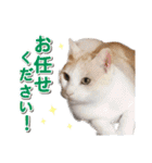 営業さんの猫スタンプ（個別スタンプ：36）