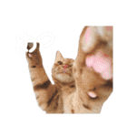 営業さんの猫スタンプ（個別スタンプ：37）