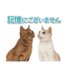 営業さんの猫スタンプ（個別スタンプ：39）