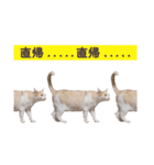 営業さんの猫スタンプ（個別スタンプ：40）