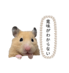 ●キンクマハムスター心の声●（個別スタンプ：2）