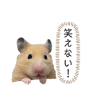 ●キンクマハムスター心の声●（個別スタンプ：4）