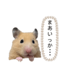 ●キンクマハムスター心の声●（個別スタンプ：6）