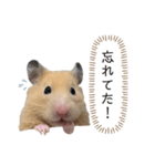 ●キンクマハムスター心の声●（個別スタンプ：7）