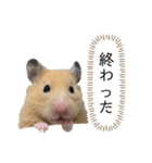 ●キンクマハムスター心の声●（個別スタンプ：9）