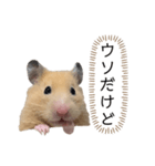 ●キンクマハムスター心の声●（個別スタンプ：10）