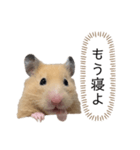 ●キンクマハムスター心の声●（個別スタンプ：12）