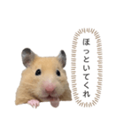 ●キンクマハムスター心の声●（個別スタンプ：14）