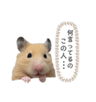 ●キンクマハムスター心の声●（個別スタンプ：15）