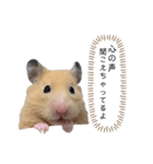 ●キンクマハムスター心の声●（個別スタンプ：18）
