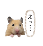 ●キンクマハムスター心の声●（個別スタンプ：21）