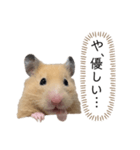 ●キンクマハムスター心の声●（個別スタンプ：22）